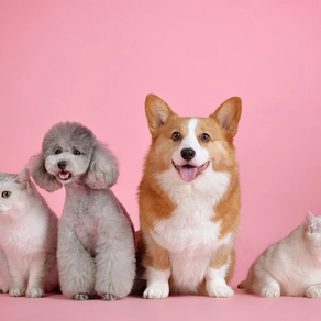 ¿POR QUÉ DESARROLLAMOS VÍNCULOS AFECTIVOS HACIA NUESTRA MASCOTA?