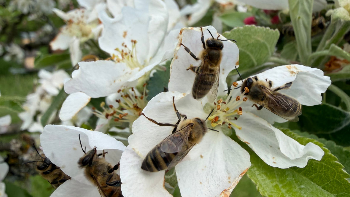 Abeilles