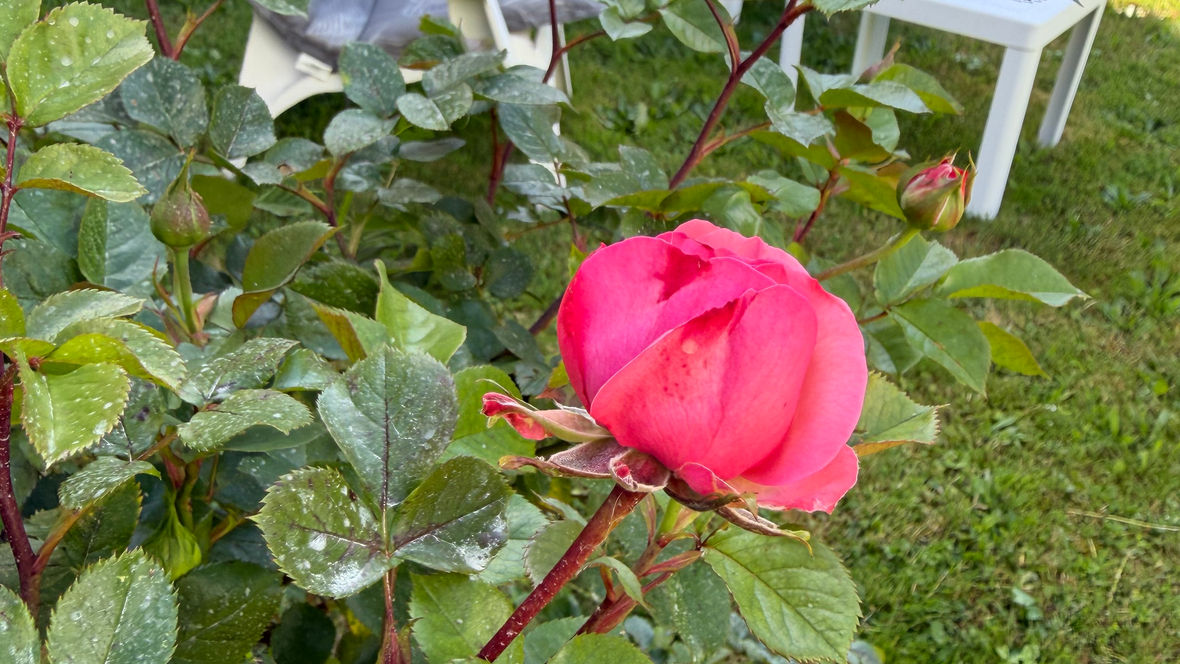 Jardin fleuri