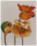image (4).png
