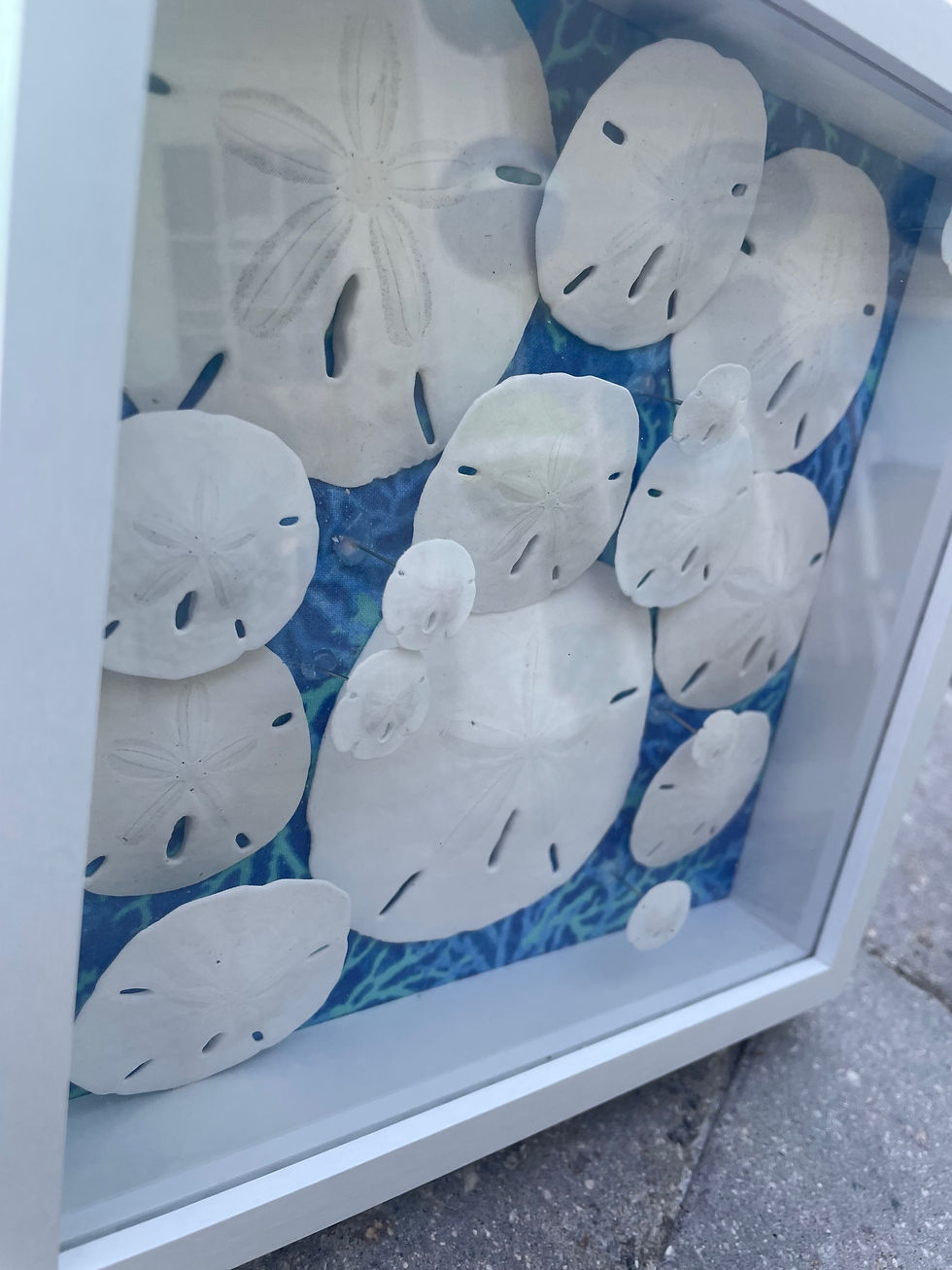 Thumbnail: Floating Sanddollar Shadow Box