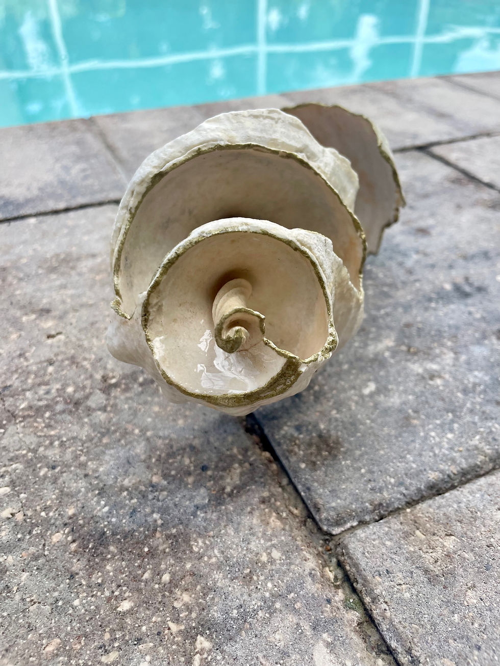 Thumbnail: Tulip Broken Horse conch Shell Art