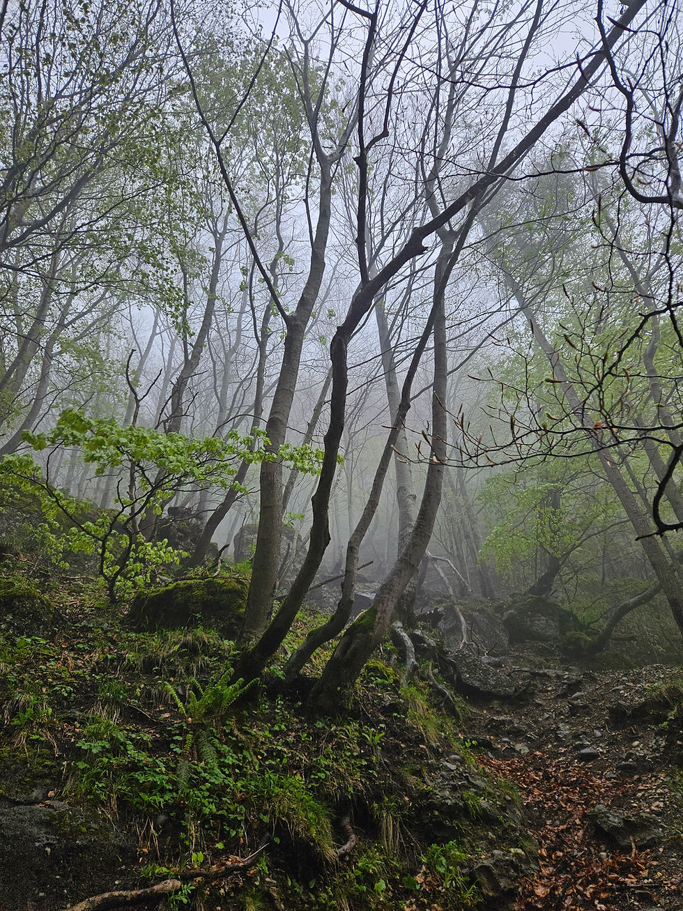 The natural world is full of learning opportunities | Taken by Harriet Leedham, Busteni, Romania