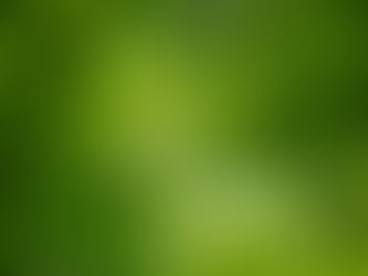 A leafy summer canopy