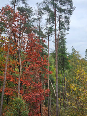 Autumnal forest colours