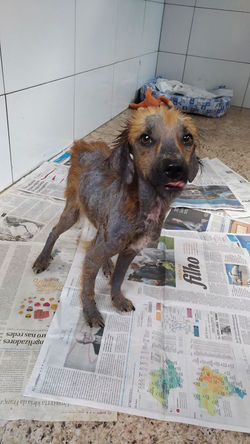 Dog
