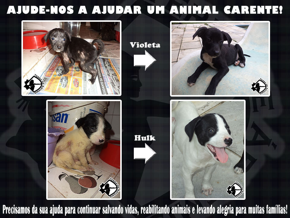Recuparação Facebook
