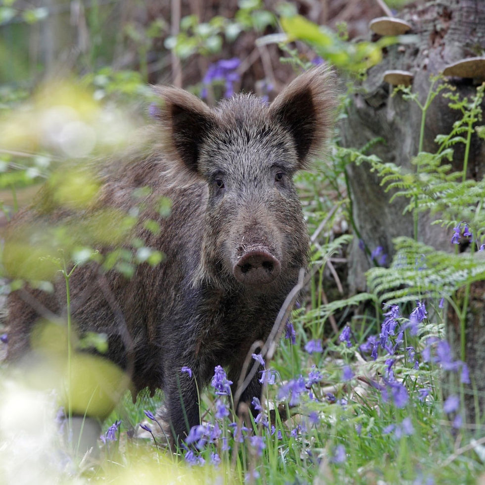 Pigs and Progress: Invasive Species on Indigenous Land