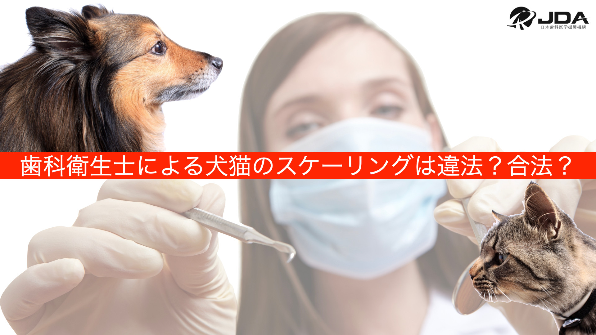 歯科衛生士による犬猫のスケーリングは違法？合法？ | JDA