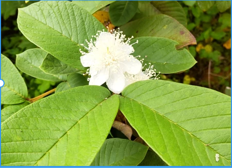 「今日のワン」(90)