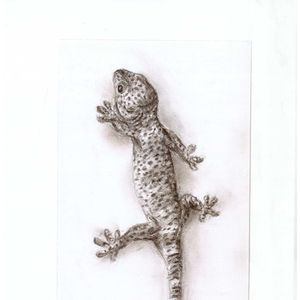 Gecko