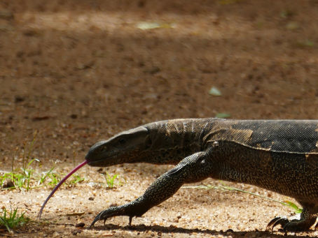 What Makes an Animal Rare?