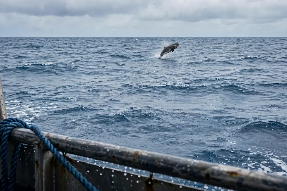 What Is a Pygmy Whale?