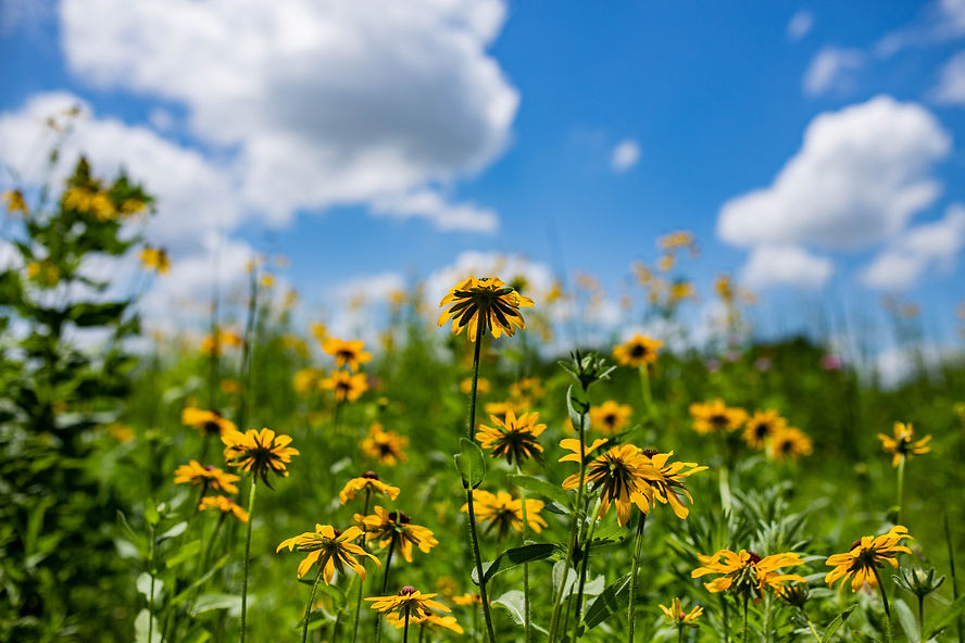 Photo of flowers in Daviess County, Indiana