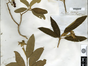 Vol. 3: Dr. John Loomis Blodgett, Pioneering Botanist of the Florida Keys