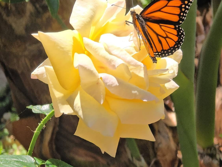 P64: Leading From What Grounds You When Strengths Become Survival Tools