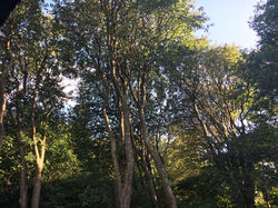 IMG_0083Tunø træer