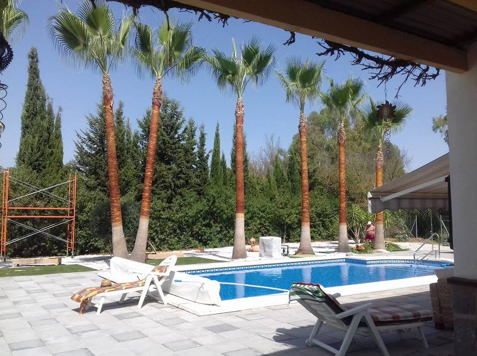 Palm trees and pool maintained by tree services Málaga.