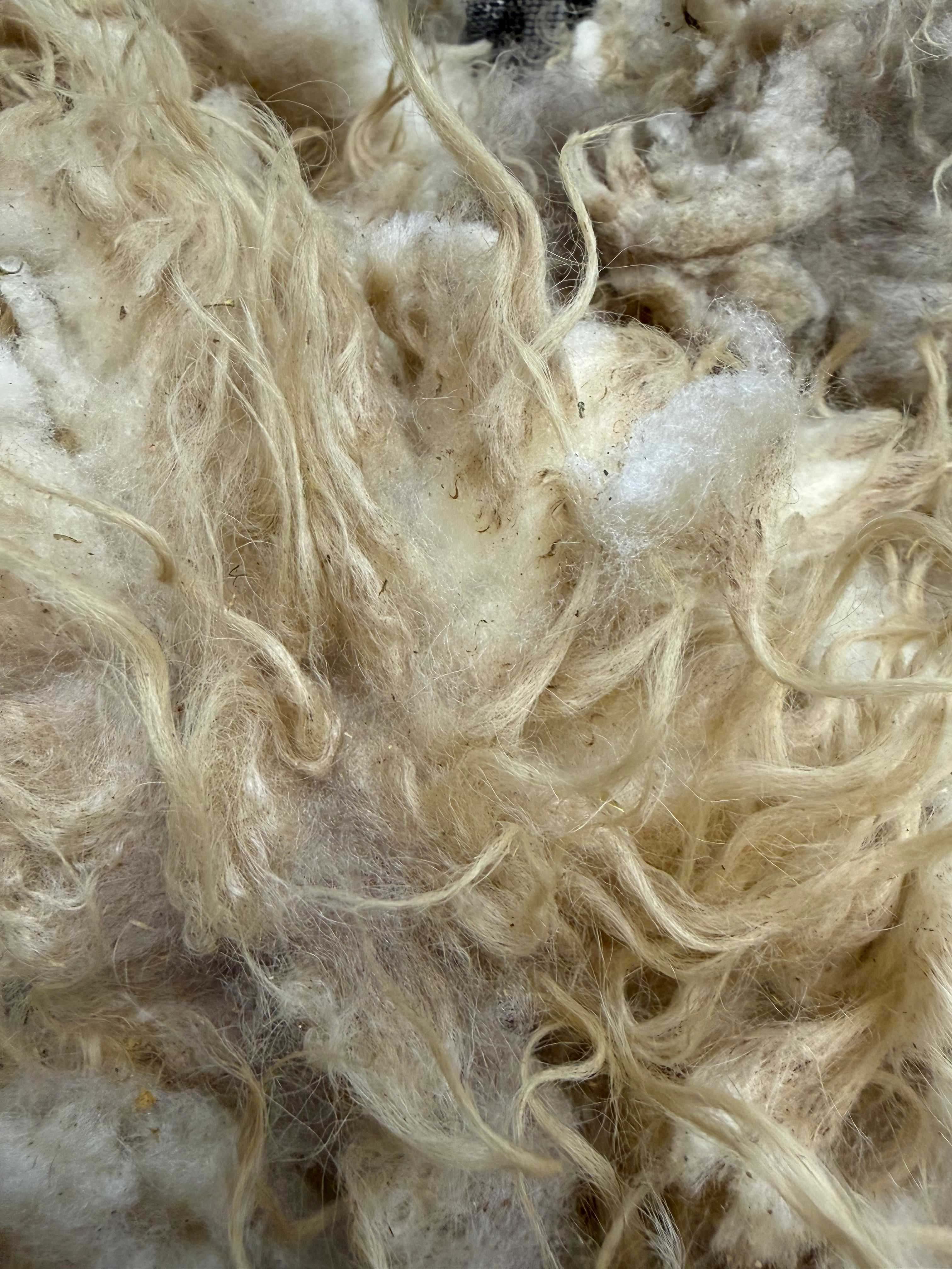 Raw Wool - Icelandic - 2 pounds 7.8 oz Lot 26S-5005