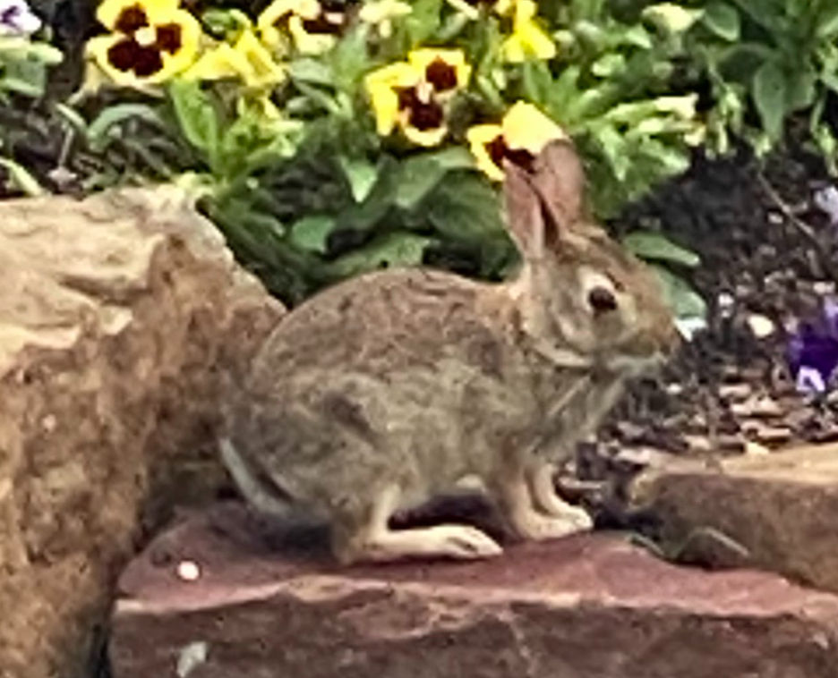 bunny in front of yellow pansies