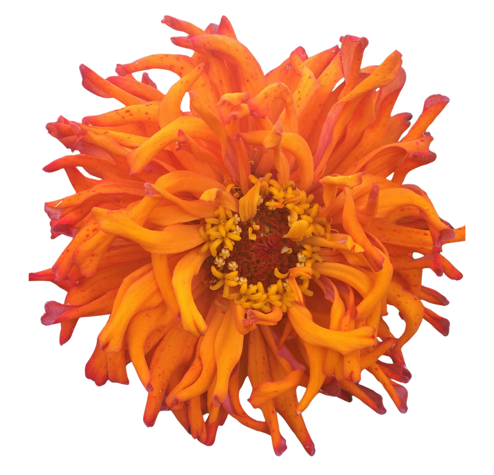 Love from the garden website.png