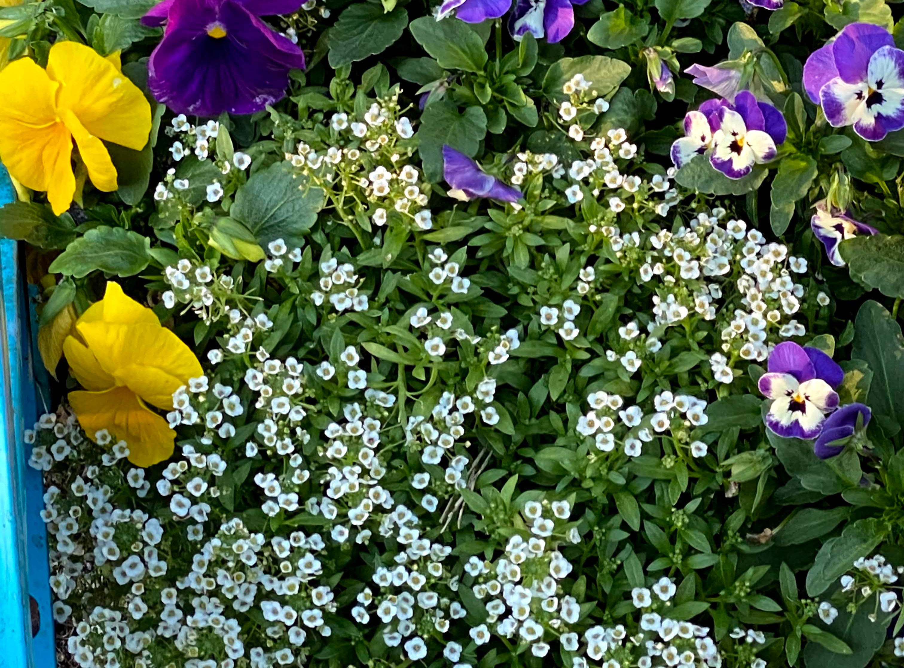White sweet alyssum growing among pink and purple flowers in a colorful garden.
