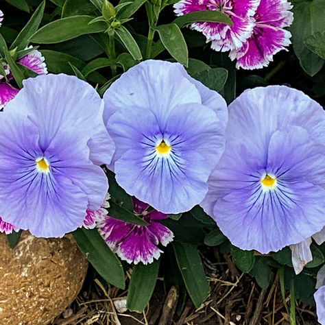 three purple pansies in a row
