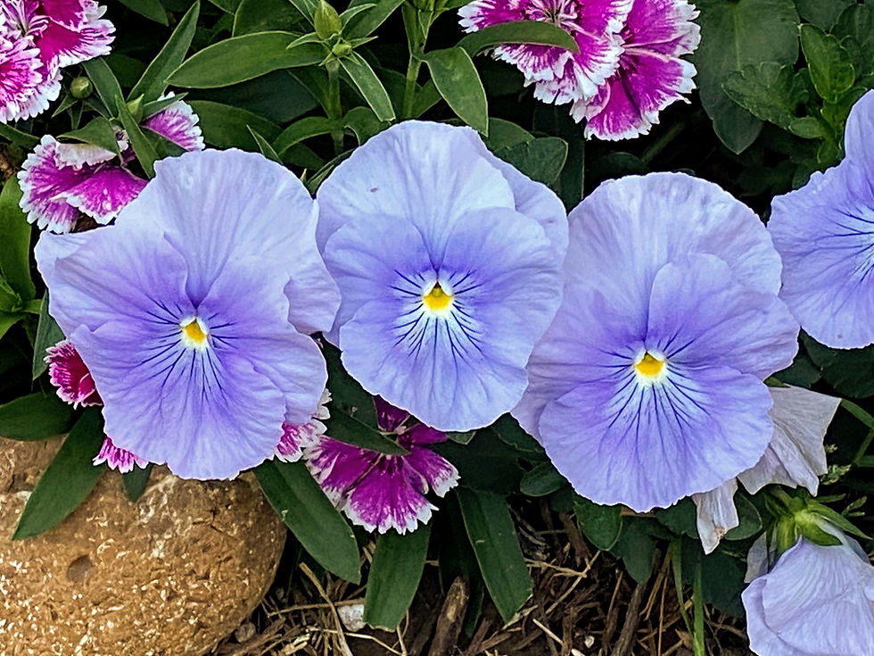 three purple pansies in a row