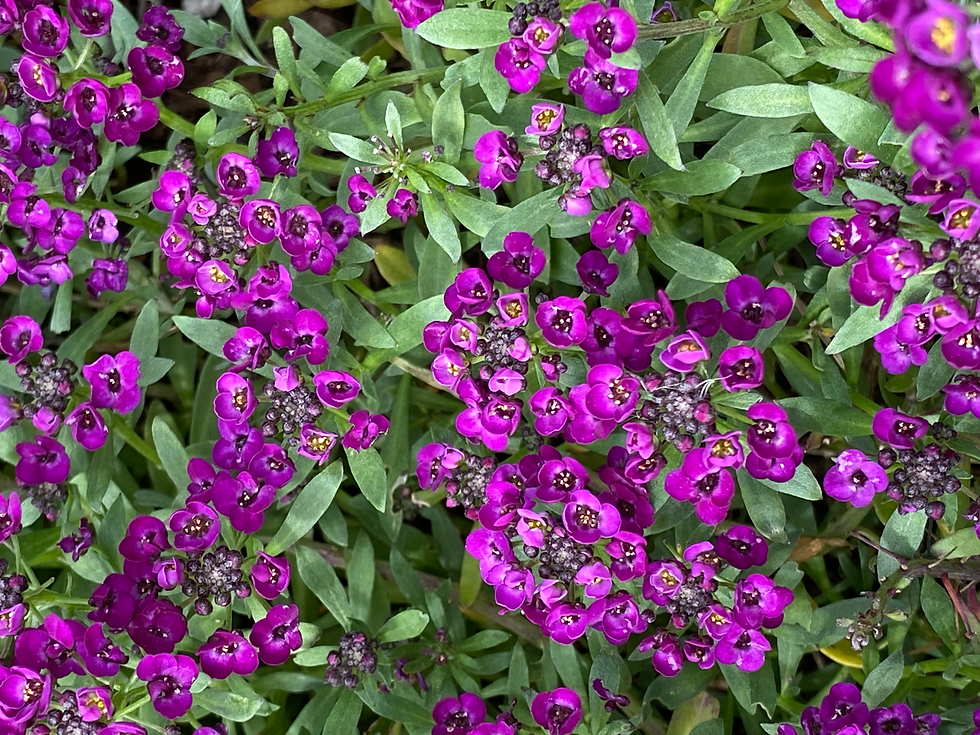 Purple and lavender sweet alyssum flowers blooming together in a garden bed.