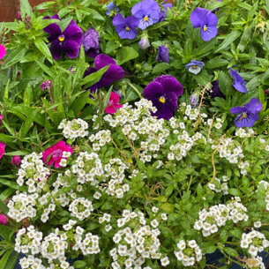 White sweet alyssum blooming among vibrant purple pansies and bright pink flowers in a colorful garden container.