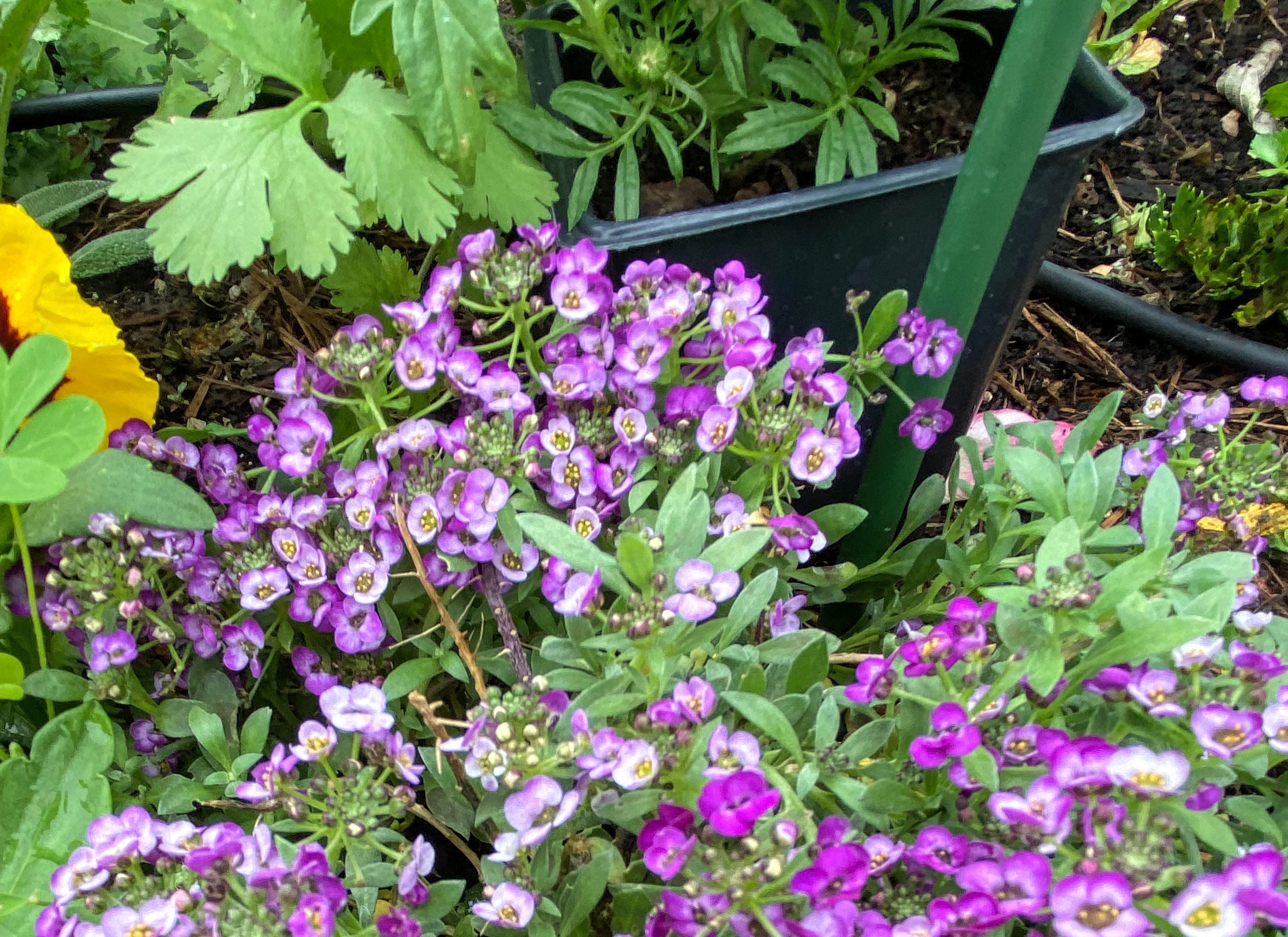 Clusters of vibrant pink-purple sweet alyssum flowers surrounded by green foliage.