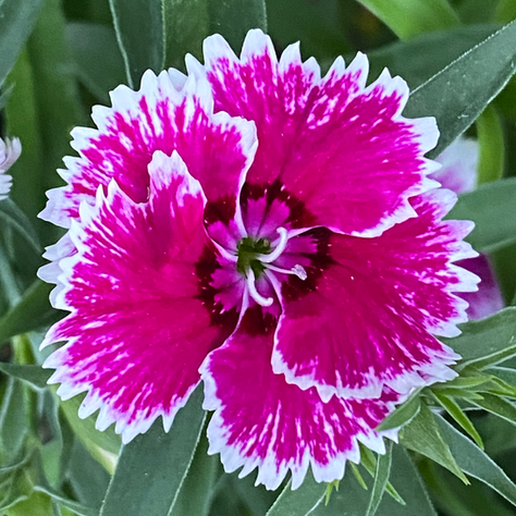 How to Grow Dianthus: A Planting Guide for Zones 2–11