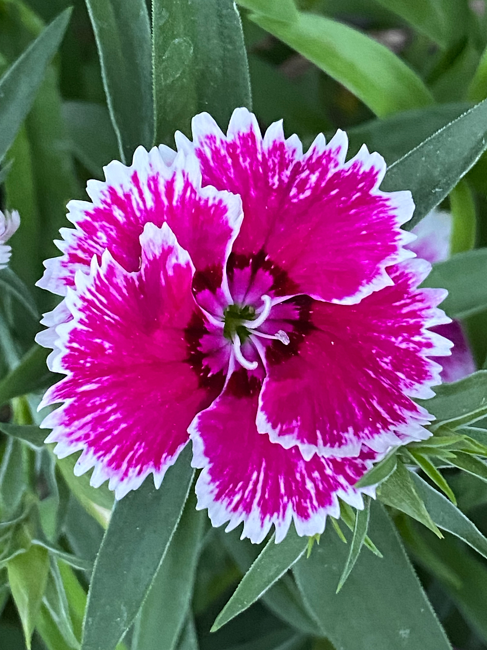 How to Grow Dianthus: A Planting Guide for Zones 2–11