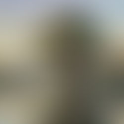 sailboat on a pond in front of a big tree, ai generated