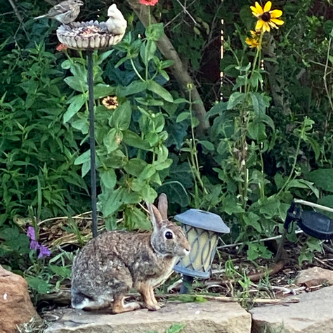 bunny in a garden