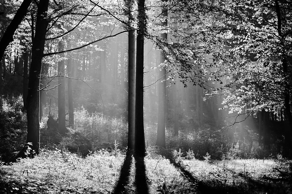 Morning in monochrome