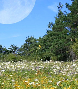 Mond