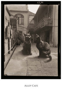 Three cats in courtyard; "Isaac's Cats"
