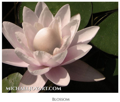 Pale pink water lily blossom, MichaelJoyArt.com, BLOSSOM