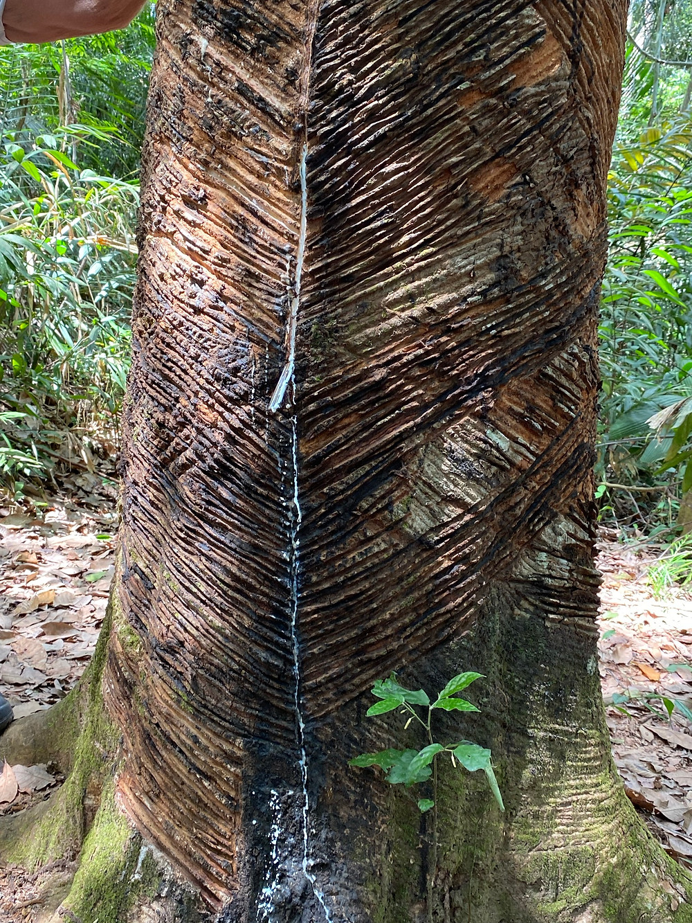 passeio ecologico alter do chão