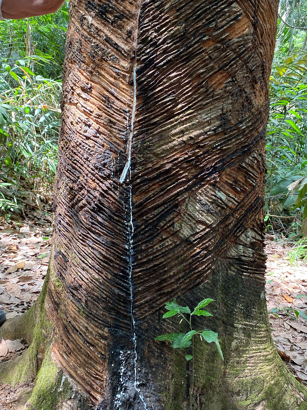 passeio ecologico alter do chão