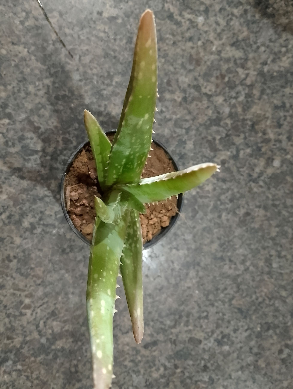 Muda de Aloe Vera em vaso