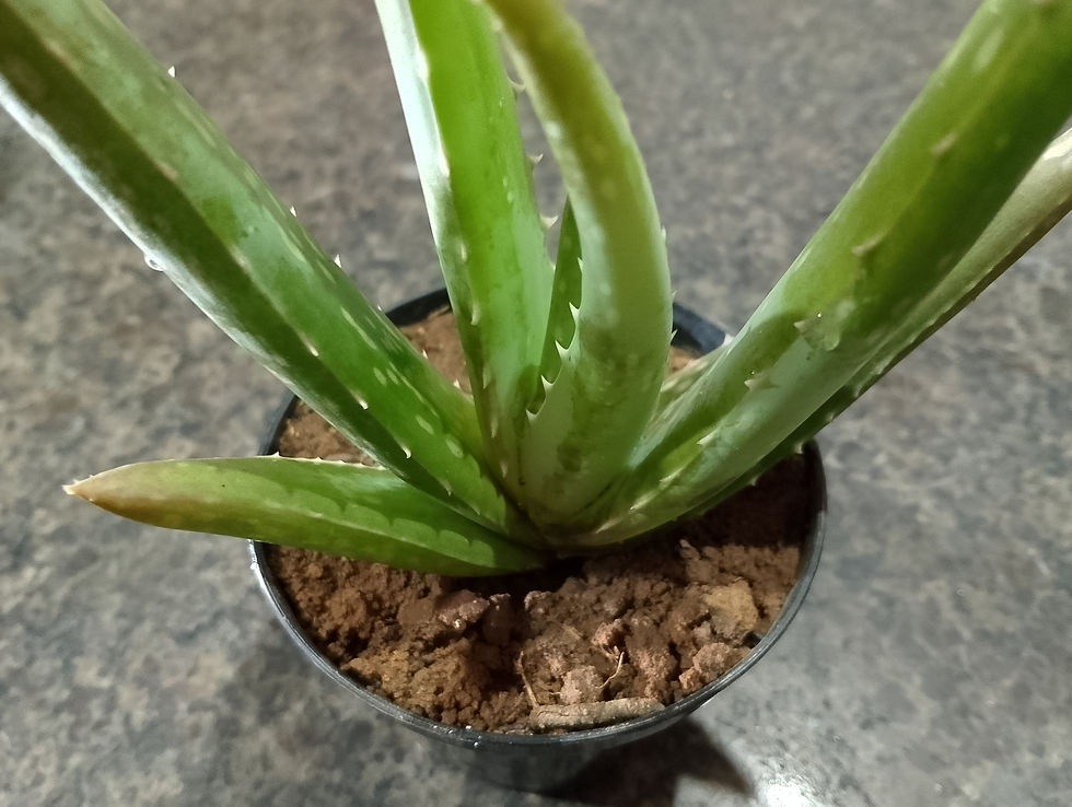 Muda de babosa em vaso Aloe vera
