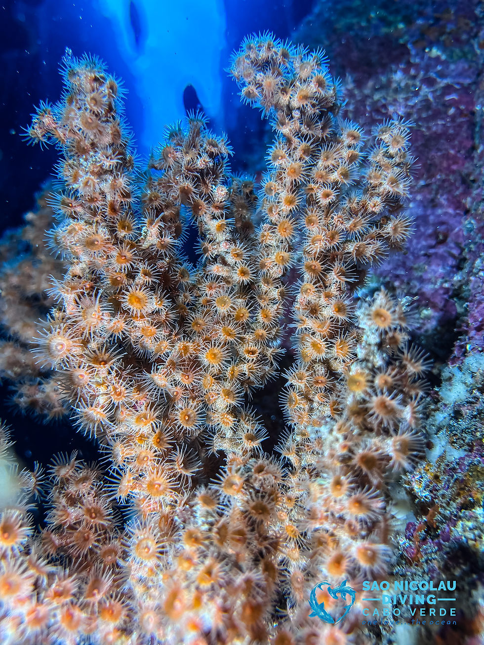 Protegendo o Mar: A Iniciativa da Associação GAROUPA