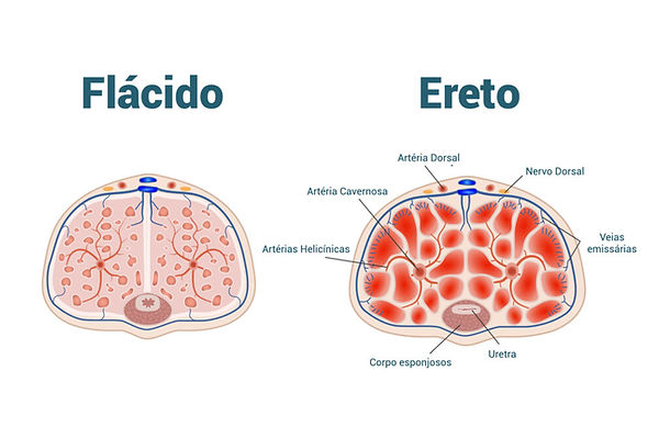 Penis-flacido-e-Ereto-1024x668 (1).jpeg