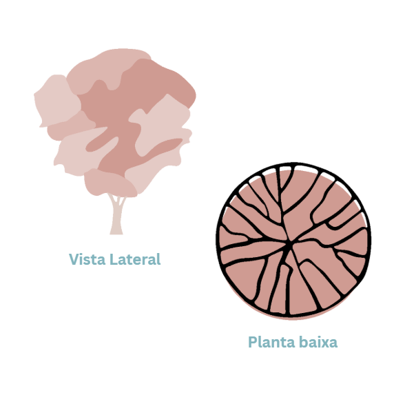 Representação de Árvore 5 - Coleção 4