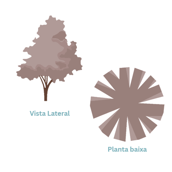 Representação de Árvore 1 - Coleção 2