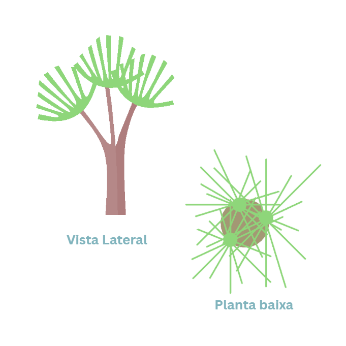 Representação de Árvore 3 - Coleção 7