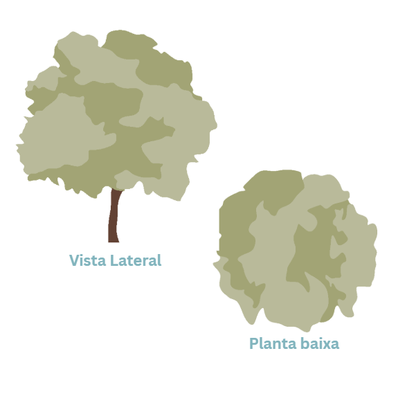 Representação de Árvore 1 - Coleção 5