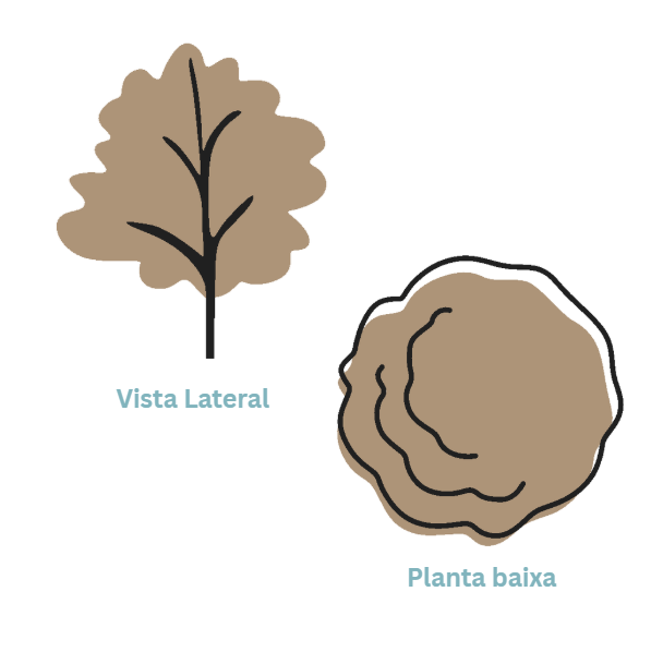Representação de Árvore 4 - Coleção 9